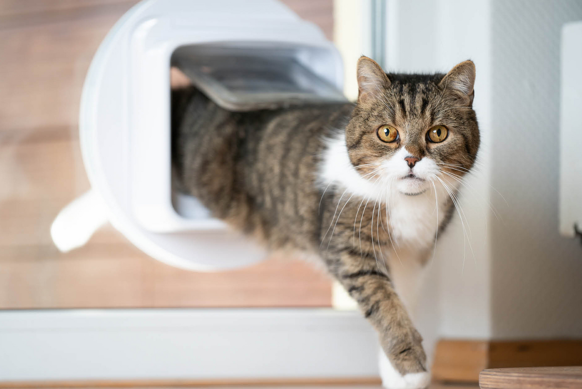 Katze Weigert Sich Durch Katzenklappe Zu Gehen Katzenklappe einbauen – So einfach geht´s!: Landfuxx Oberlechner